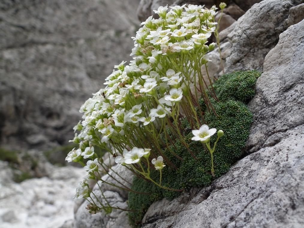 Saxifraga squarrosa